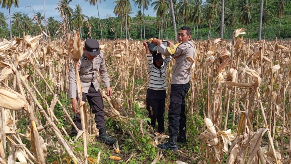 Polsek Sekotong Kawal Panen Jagung di Batu Putih