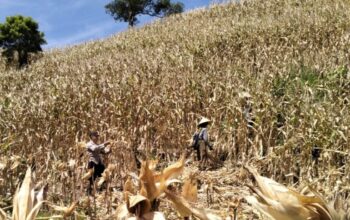 Kawal Panen Raya Jagung, Polsek Sekotong Borong Semangat Petani Buwun Mas demi Ketahanan Pangan