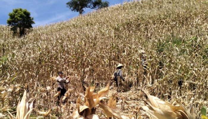 Kawal Panen Raya Jagung, Polsek Sekotong Borong Semangat Petani Buwun Mas demi Ketahanan Pangan