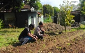 Sentuhan Bhabinkamtibmas di Dusun Senteluk Daye: Sulap Pekarangan Jadi Lahan Hortikultura Produktif
