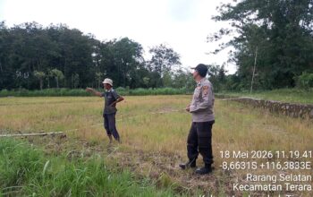 Personel Polsek Terara Cek Tanaman Jagung di Dusun Jeruk Desa Rarang Selatan