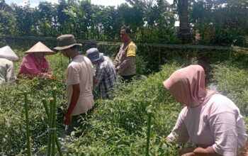 Bhabinkamtibmas Desa Kesik Polsek Masbagik Cek Lahan Ketahanan Pangan Bergizi Tanaman Cabai