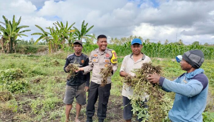 Bhabinkamtibmas Desa Bagik Papan Cek Panen Kacang Tanah dan Sampaikan Himbauan Kamtibmas