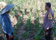 Polisi Turun ke Sawah Motivasi Petani Jagung di Dusun Jogot