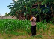 Polsek Labuapi Kawal Penyerapan Panen Jagung Lombok Barat ke Bulog