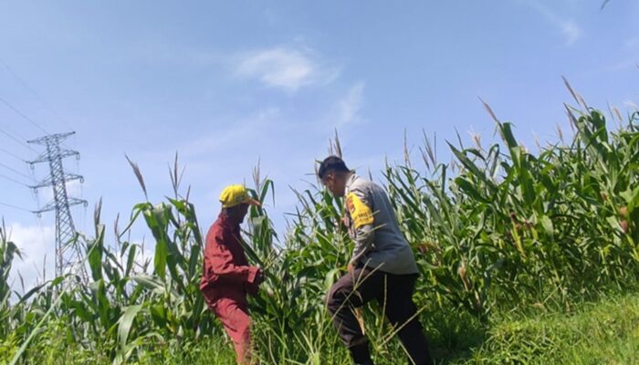 Bhabinkamtibmas Lombok Barat dampingi Petani Kuranji Dalang Sukseskan Ketahanan Pangan