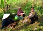 Dukung Program Presiden, Polsek Labuapi Cek Pangan Terong Tawah