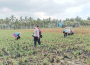 Bhabinkamtibmas Gerung Dorong Produktivitas Petani Jagung