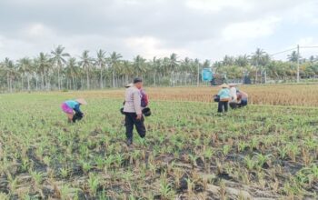 Bhabinkamtibmas Gerung Dorong Produktivitas Petani Jagung