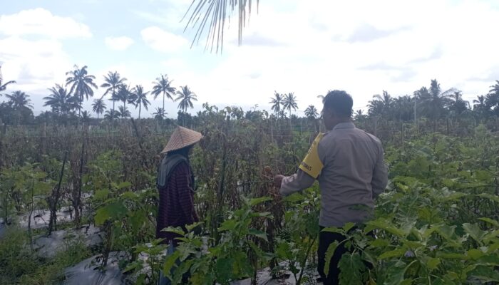 Bhabinkamtibmas Desa Kesik Cek Lahan Ketahanan Pangan Bergizi, Dukung Budidaya Tomat Bersama Kelompok Tani