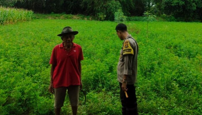 Langkah Kreatif Warga Lombok Barat Sulap Pekarangan Kosong Jadi Sumber Ketahanan Pangan Mandiri