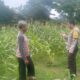 Bhabinkamtibmas Desa Sandik Kawal Ketahanan Pangan Petani Jagung