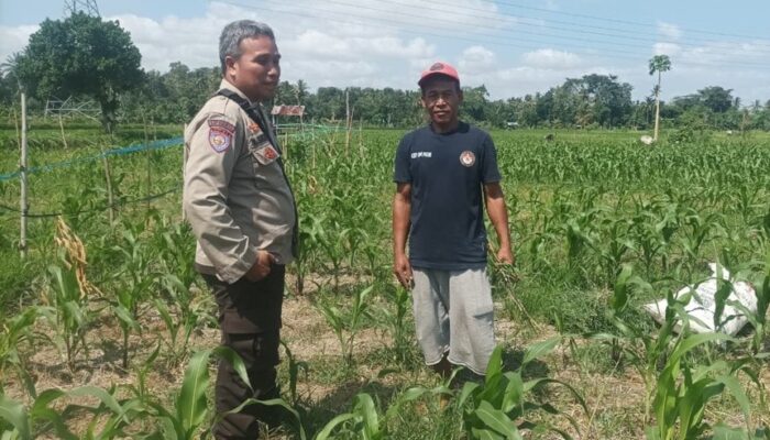 Polsek Batulayar Dampingi Petani Jagung di Desa Sandik