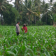 Bhabinkamtibmas Desa Pringgabaya Utara Cek Lahan Jagung dan Imbau Petani Jual Hasil Panen ke Bulog