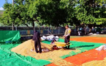 PANTAU PENJEMURAN JAGUNG WARGA, BHABINKAMTIBMAS DESA SAWE DUKUNG KETAHANAN PANGAN NASIONAL