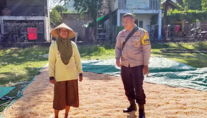 BHABINKAMTIBMAS DESA SAWE PANTAU HASIL PANEN JAGUNG WARGA, DORONG PENINGKATAN PRODUKSI DAN PENYERAPAN HASIL PANEN MELALUI BULOG