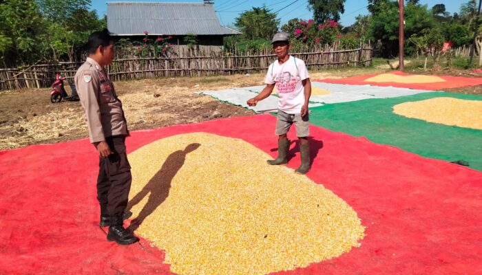 POLRI HADIR DI TENGAH PETANI, BHABINKAMTIBMAS DESA CEMPI JAYA MONITORING HASIL PANEN JAGUNG WARGA