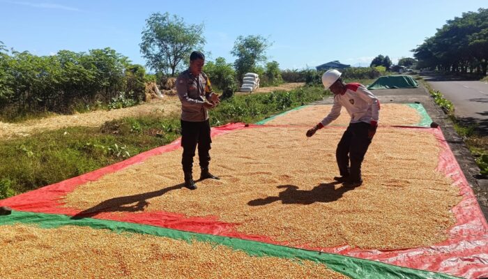 BHABINKAMTIBMAS DESA HU’U PANTAU HASIL PANEN JAGUNG WARGA, DORONG PEMANFAATAN LAHAN PEKARANGAN UNTUK PENINGKATAN EKONOMI
