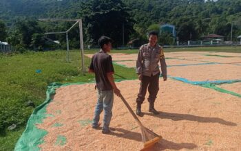 Jaga Kualitas Hasil Panen, Bhabinkamtibmas Rasabou Monitoring Proses Penjemuran Jagung