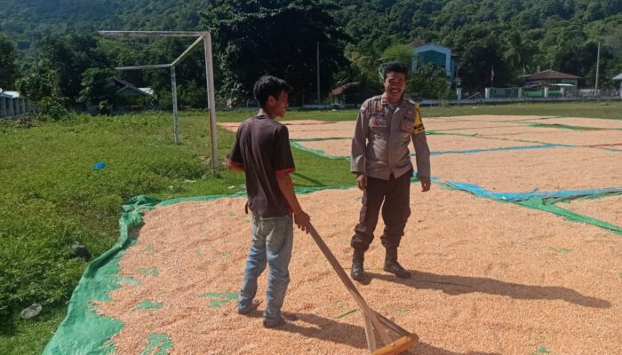 Jaga Kualitas Hasil Panen, Bhabinkamtibmas Rasabou Monitoring Proses Penjemuran Jagung
