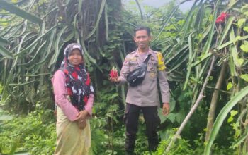 BHABINKAMTIBMAS DESA SONGGAJAH DORONG PEMANFAATAN PEKARANGAN RUMAH UNTUK KETAHANAN PANGAN DAN PENINGKATAN EKONOMI WARGA