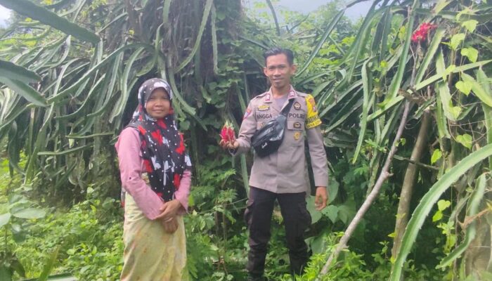 BHABINKAMTIBMAS DESA SONGGAJAH DORONG PEMANFAATAN PEKARANGAN RUMAH UNTUK KETAHANAN PANGAN DAN PENINGKATAN EKONOMI WARGA