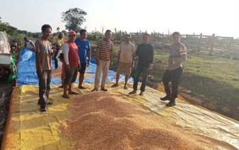 BHABINKAMTIBMAS DESA HU’U DAMPINGI PETANI JAGUNG, DUKUNG KETAHANAN PANGAN DAN KEMANDIRIAN EKONOMI WARGA