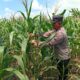 Polisi RW Polsek Kenduruan Polres Tuban Cek Tanaman Jagung di Sidomukti, Dukung Program Ketahanan Pangan Astacita .