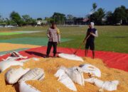 Bhabinkamtibmas dan Petani Bersinergi Perkuat Ketahanan Pangan di Kabupaten Dompu