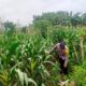 Sambangi Lahan Jagung Warga, Bhabinkamtibmas Desa Kembangbilo Dukung Program Ketahanan Pangan