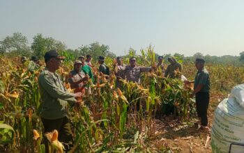 Polsek Senori Polres Tuban Polda Jatim Panen Jagung Bersama Petani Binaan di Desa Medalem