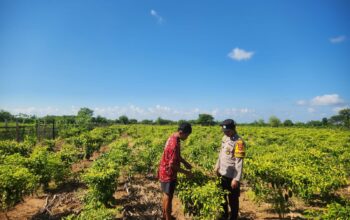 Dukung Peningkatan Kualitas Hasil Tani, Bhabinkamtibmas Desa Jaya Makmur Dampingi Petani Cabai