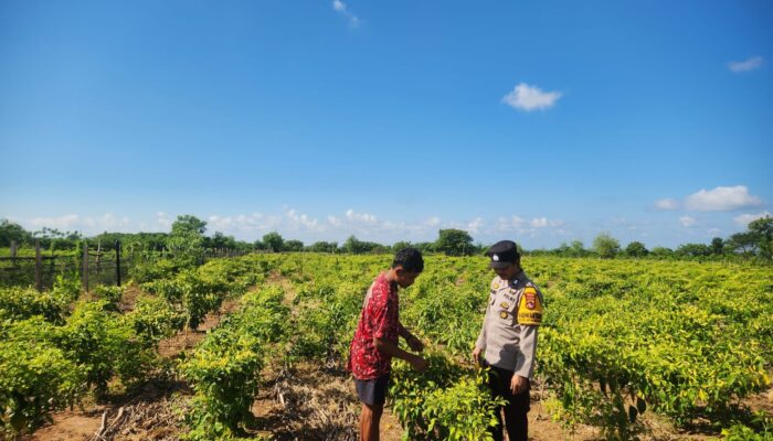 Dukung Peningkatan Kualitas Hasil Tani, Bhabinkamtibmas Desa Jaya Makmur Dampingi Petani Cabai