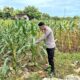 Polri Dukung Astacita, Polsek Merakurak Polres Tuban Turun Cek Tanaman Jagung Warga di Desa Pongpongan