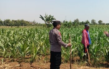 Dukung Swasembada Pangan, Anggota Polsek Kerek Sambang ke Lahan Jagung Warga