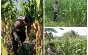 Polsek Soko polres Tuban Polda Jawa Timur Bergerak! Dukung Penuh Swasembada Pangan Presiden Prabowo Melalui Pendampingan Petani