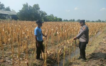 Polri Dukung Astacita, Polsek Rengel Polres Tuban Turun Cek Tanaman Jagung Warga di Desa Kebonagung