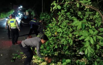 Polsek Batulayar Evakuasi Pohon Tumbang di Jalur Senggigi Lombok Barat