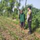 Hadir di Desa Binaan, Bhabinkamtibmas Sidonganti Pantau Perkembangan Tanaman Jagung Warga