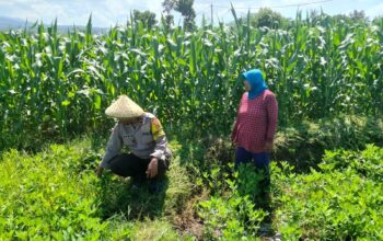 Dukung Penuh Program Ketahanan Pangan Nasional, Bhabinkamtibmas Polsek Bolo Monitoring Pertumbuhan Jagung Warga Binaan