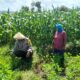 Dukung Penuh Program Ketahanan Pangan Nasional, Bhabinkamtibmas Polsek Bolo Monitoring Pertumbuhan Jagung Warga Binaan