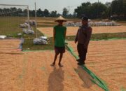 Dukung Ketahanan Pangan, Personel Polsek Bancar Monitoring Panen Jagung di Desa Tergambang
