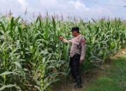 POLRI HADIR DUKUNG KETAHANAN PANGAN, POLSEK BANGILAN LAKUKAN MONITORING TANAMAN JAGUNG