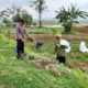 Petani Kerek Kembangkan Bawang Merah, Dukung Ketahanan Pangan Nasional