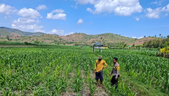 DUKUNG SWASEMBADA PANGAN, BHABINKAMTIBMAS MOTIVASI PETANI TINGKATKAN HASIL PANEN