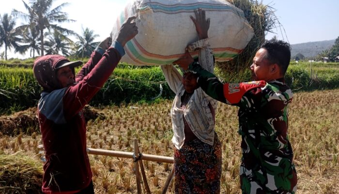 Panen Menurun Akibat Cuaca, Babinsa Tetap Beri Semangat Petani