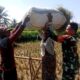 Panen Menurun Akibat Cuaca, Babinsa Tetap Beri Semangat Petani