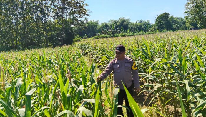 Dukung Astacita, Polsek Jatirogo Turun ke Ladang Cek Tanaman Jagung Warga Desa Demit