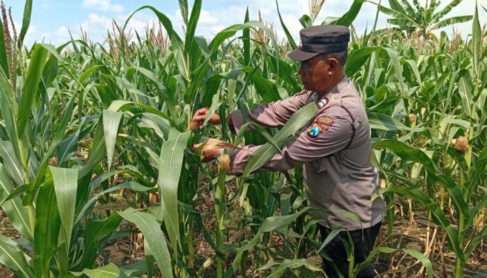 Polres Tuban Dukung Astacita Prabowo, Petugas Polmas Polsek Kenduruan Cek Langsung Tanaman Jagung Petani Desa Sidomukti