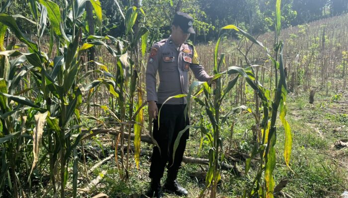 POLRI HADIR DUKUNG KETAHANAN PANGAN, POLSEK BANGILAN MONITORING TANAMAN JAGUNG MILIK WARGA